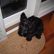 Skotsk terrier perle (king skot egly)RIP