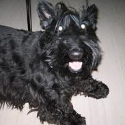 Skotsk terrier perle (king skot egly)RIP