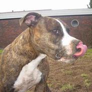 Amerikansk staffordshire terrier tyson