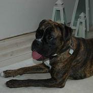 Boxer zep