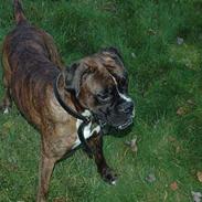 Boxer zep