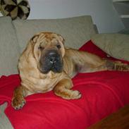 Shar pei China House Zarabi *DØD*