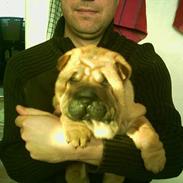 Shar pei China House Zarabi *DØD*