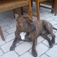 Staffordshire bull terrier "Zezar"  