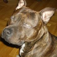 Staffordshire bull terrier "Zezar"  