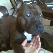 Staffordshire bull terrier "Zezar"  