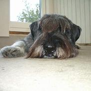 Mellemschnauzer Indy