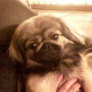 Pekingeser Molly 