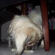 Pekingeser Molly 