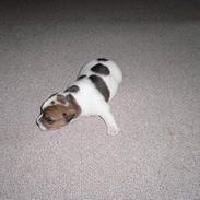 Jack russell terrier Wazabi