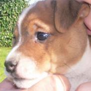 Jack russell terrier Wazabi