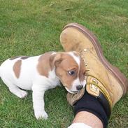 Jack russell terrier Wazabi