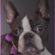 Boston terrier DeeDee