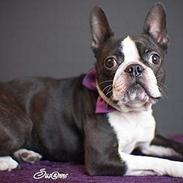 Boston terrier DeeDee