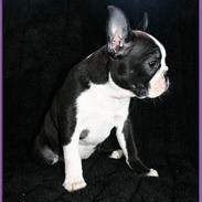 Boston terrier DeeDee