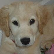 Golden retriever Donna