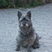 Cairn terrier Mille/Rasti