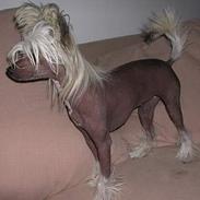 Chinese crested hårløs My