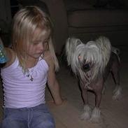 Chinese crested hårløs My