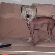 Chinese crested hårløs My