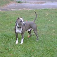 Amerikansk staffordshire terrier Flux Iso And