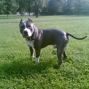 Amerikansk staffordshire terrier Flux Iso And