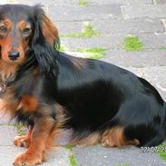 Dværggravhund Luna