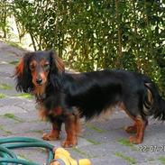 Dværggravhund Luna
