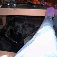 Labrador retriever Pongo