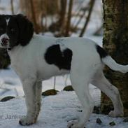 Kleiner münsterländer Abbi