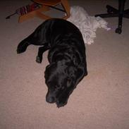 Labrador retriever Pongo