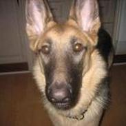 Schæferhund Daisy <'3