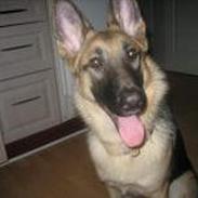 Schæferhund Daisy <'3