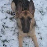 Schæferhund Daisy <'3