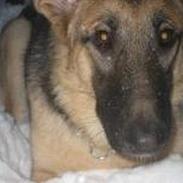 Schæferhund Daisy <'3