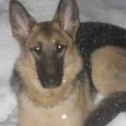 Schæferhund Daisy <'3