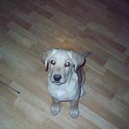 Labrador retriever Dino