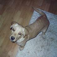 Labrador retriever Dino