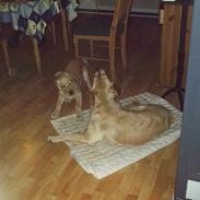 Labrador retriever Dino