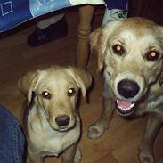 Labrador retriever Dino