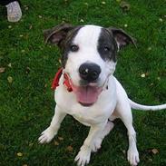 Blanding af racer chico