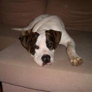 Blanding af racer chico