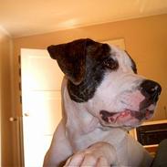 Blanding af racer chico