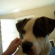 Blanding af racer chico