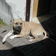 Amerikansk staffordshire terrier Totti *Amager*