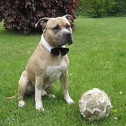 Amerikansk staffordshire terrier Totti *Amager*