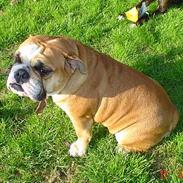 Engelsk bulldog Bum