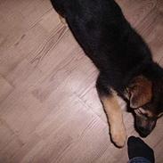 Schæferhund Zellica