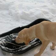 Labrador retriever Tessa