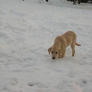 Labrador retriever Tessa